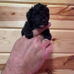Poodle Puppies from Carolina Mountain Toy Poodles