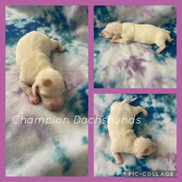 Dachshund Puppies from Champion Dachshunds