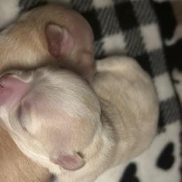 Chihuahua Puppies from Wild Mountain Chihuahuas