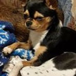 Chihuahua All Grown Up from Schroeder Chihuahuas