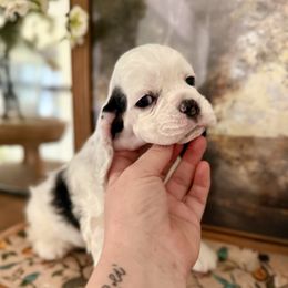 Boy High quality and priced accordingly - Black white and tan male Cocker Spaniel puppy in Texas from Sisu Cockers
