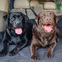 Labrador Retrievers from Marmolejos Labs