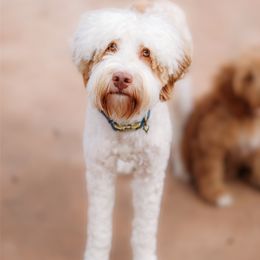 Bubbles - Australian Labradoodle
