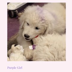 Purple Girl - White female Maremma Sheepdog puppy in Kings County, California from Prancing Pony Farm Maremma Sheepdogs