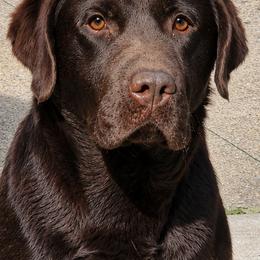 Wilber - Labrador Retriever