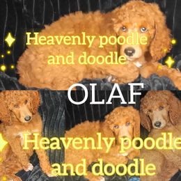 Boy 3 - Red  male Poodle puppy in Lancaster, California from Heavenly poodle and doodle