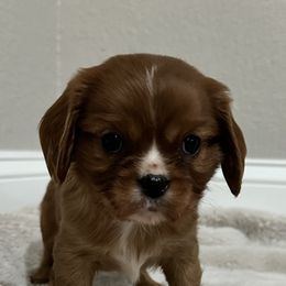 Hutch - Ruby male Cavalier King Charles Spaniel puppy in Marshall, Arkansas from Kate’s Cavaliers