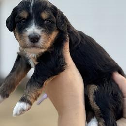 Folk - Tri-color female Bernedoodle puppy in Rose Hill, North Carolina from Red Door Canines