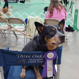 Kooee - Australian Cattle Dog