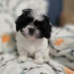 Jack - Black and white male Shichon puppy in Ronda, North Carolina from Willow River