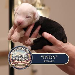 Indy - Gray and white female Old English Sheepdog puppy in Cleveland, Tennessee from Narrow Path Old English & Sheepadoodles