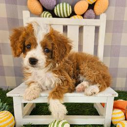 Ginger - Yellow and white female Bernedoodle puppy in Mckinney, Texas from M2 Bernedoodles