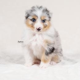 Flora - Blue merle female Australian Shepherd puppy in Woodford, Virginia from Skyborne Australian Shepherds
