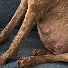 Poodles from Whiskey Row Royals