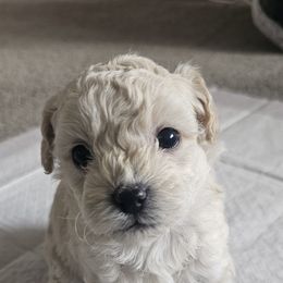 Boy 1 - Cream male Maltipoo puppy in Nampa, Idaho from Dawn's Maltipoos