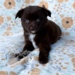 Lily - Red & white female Toy Australian Shepherd puppy in Liberty Hill, Texas from Pistol Paws Aussies