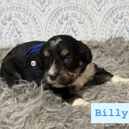 Billy - Black tri-color male Aussiedoodle puppy in Fort Worth, Texas from Doodles by Dada