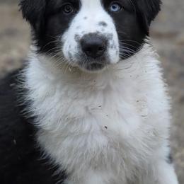 Australian Shepherd Puppies from Blue Barn Aussies ltd