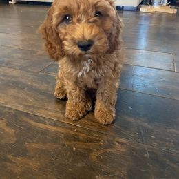 Cockapoo Puppies from Chesapeake Cockapoos
