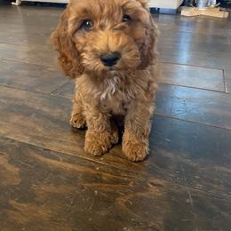 Cockapoo Puppies from Chesapeake Cockapoos