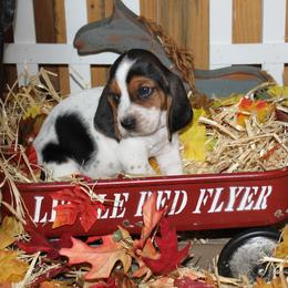 Gabby - Black white and brown female Basset Hound puppy in Dover, Arkansas from S&S American Bassets