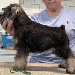 Miniature Schnauzer Puppies from Mystique Miniature Schnauzers