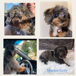 Aussiedoodle Puppies from Dixie Poodles Doodles and More
