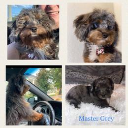 Aussiedoodle Puppies from Dixie Poodles Doodles and More