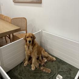 Golden Retriever Puppies from Sound Golden Retrievers
