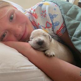Pooh.. ( red boy) - Light golden male Golden Retriever puppy in Clarksville, Tennessee from 255 Goldens