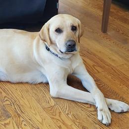 Labrador Retriever All Grown Up from Tall Pine Labradors LLC