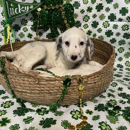 Paprika- Long Coat- Blue - White and black male Dalmatian puppy in Claremore, Oklahoma from Lotsofdots Dalmatians