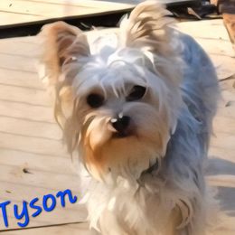 Tyson - Yorkshire Terrier