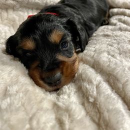 Thriller - Black and tan male Dachshund puppy in Huntington, Arkansas from Rockstar.Weiners