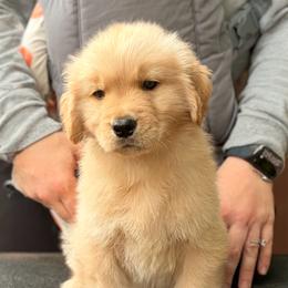 Golden Retriever puppies from Passport Dachshunds