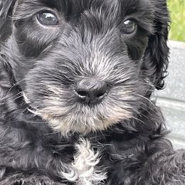 Australian Labradoodle Puppies from Wild Daisy Labradoodles