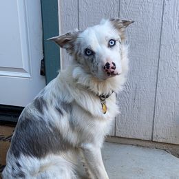Storm - Border Collie