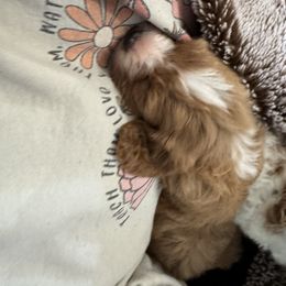 Cavapoo and Cockapoo Puppies from The Barkery
