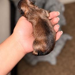Boy 1 - Chocolate sable male Pomeranian puppy in Amarillo, Texas from Panhandle Poms