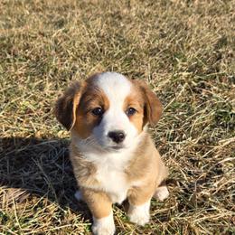 Lady - Red female Companion Cross puppy in Americus, Kansas from Kandi's Pups
