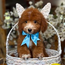 Ford- blue collar - Red  male Goldendoodle puppy in Yuciapa, California from AlltheDoodlez_