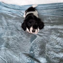 Windy - Black female Dachshund puppy in Wolf Lake, Indiana from Canisteo Dachshunds