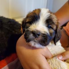 Saint Berdoodle Puppies from Dustdevil Doodles
