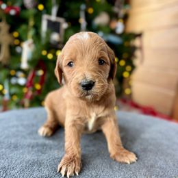 Girl 4 - Apricot female Goldendoodle puppy in Mattawan, Michigan from Doodifuldoods