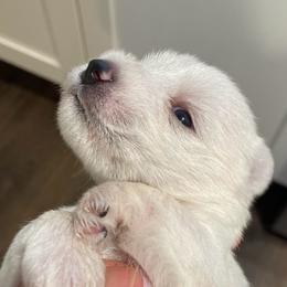 Merlin - White male Miniature Schnauzer puppy in Interlachen, Florida from Pam's Schnauzers