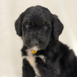 Mr. Lemonade - Tri-color male Bernedoodle puppy in Hegins, Pennsylvania from Bubbling Springs Doodles, LLC