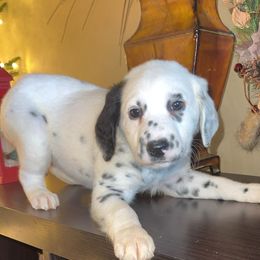 Vixen - White and black female Dalmatian puppy in Bremen, Georgia from Clark’s Dalmatians