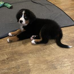 Tan Collar - Black rust and white female Bernese Mountain Dog puppy in Comer, Georgia from Water Oak Farm