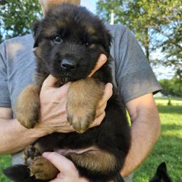 Sunshine - Black and red female German Shepherd puppy in Columbus, Indiana from Stony Lonesome GSD