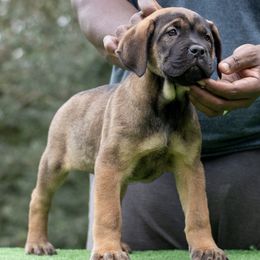 Cane Corso from Royal Guardian Cane Corso